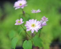 Nice double pink flowers over soft green foliage.